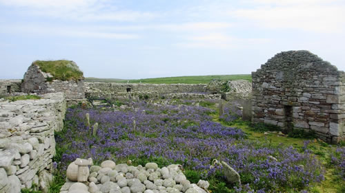 Bluebells at Inishmurray Monastery