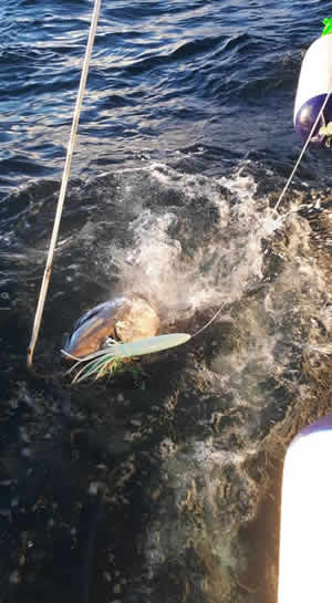 Tuna Fishing off the coast of Donegal
