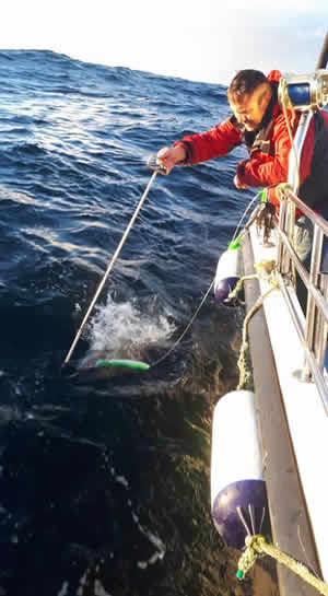 Day Fishing for Tuna in Ireland